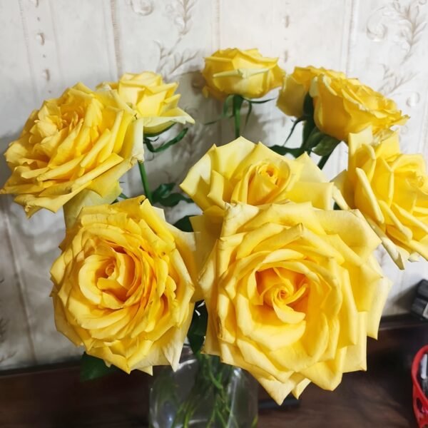 Gold Strike Rose