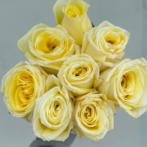 Good Day Sunshine Rose