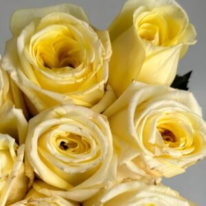 Good Day Sunshine Rose