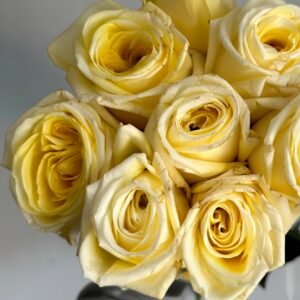 Good Day Sunshine Rose