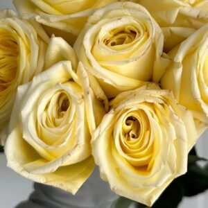 Good Day Sunshine Rose