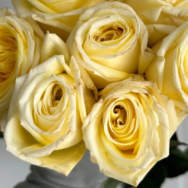 Good Day Sunshine Rose