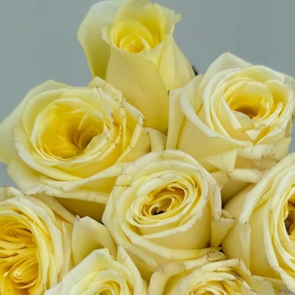 Good Day Sunshine Rose