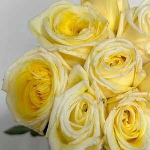 Good Day Sunshine Rose