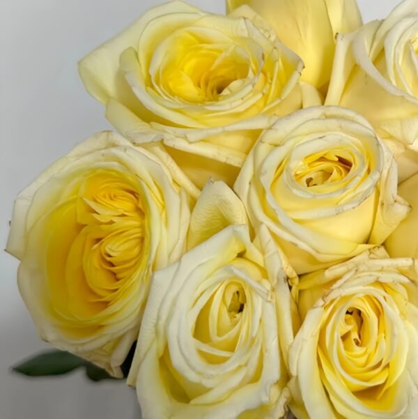 Good Day Sunshine Rose