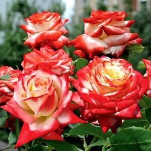 Imperatrice Farah Rose