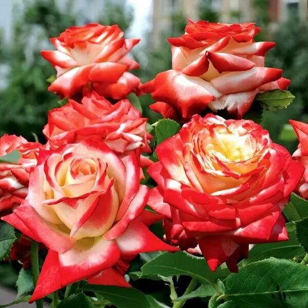 Imperatrice Farah Rose