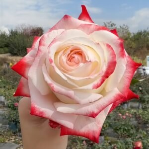 Imperatrice Farah Rose