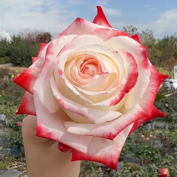 Imperatrice Farah Rose