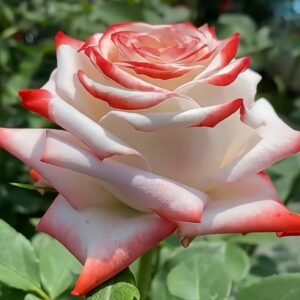 Imperatrice Farah Rose