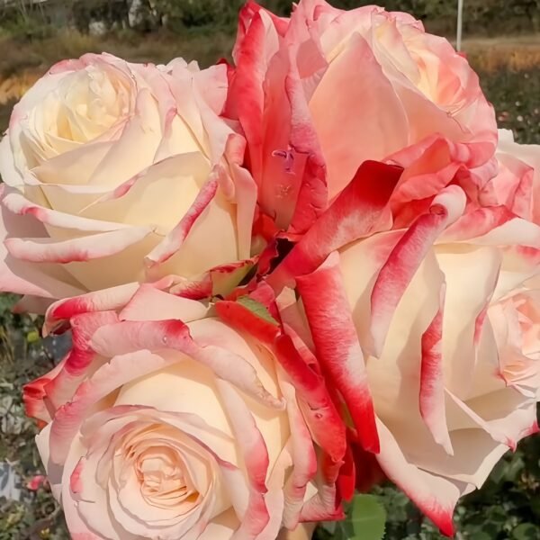 Imperatrice Farah Rose