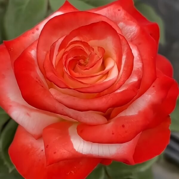 Imperatrice Farah Rose