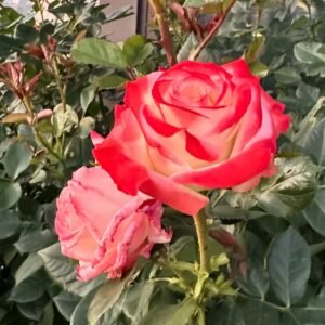 Imperatrice Farah Rose