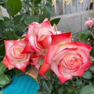 Imperatrice Farah Rose