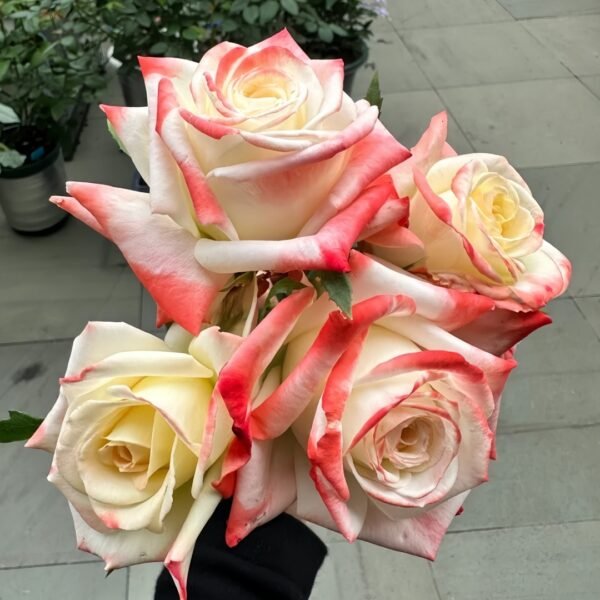 Imperatrice Farah Rose