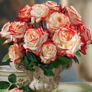 Imperatrice Farah Rose Plant | 法拉皇后 - 图片 10