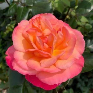 Jazz Festival Rose