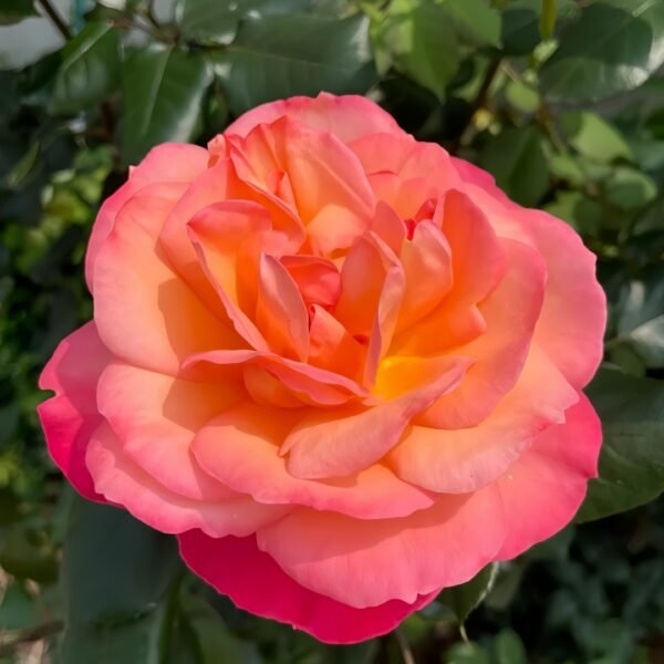 Jazz Festival Rose