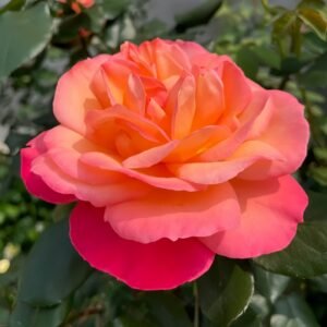Jazz Festival Rose