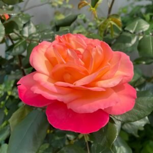 Jazz Festival Rose