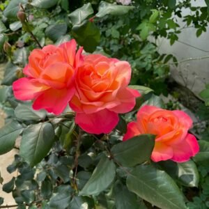 Jazz Festival Rose Plant｜爵士音乐节 - 图片 10