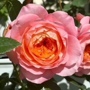 JuZi Rose Plant-橘子 - 图片 8