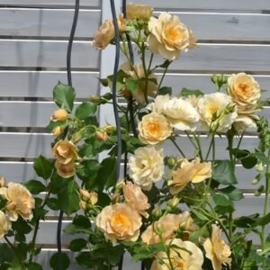 La broche Rose Plant|胸针/拉布罗什 - 图片 8