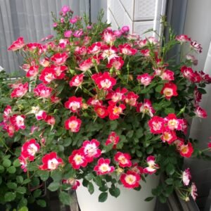 Little Artist Rose Plant|小画家 - 图片 10