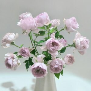 Lucifer Rose Plant｜路西法 - 图片 10