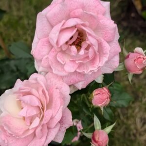 MEIvanae Rose Plant｜里昂优雅 - 图片 10