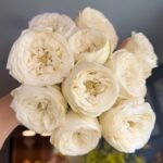 Mansfield White Park Rose