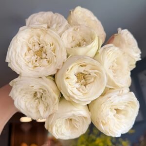 Mansfield White Park Rose