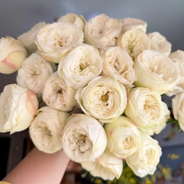 Mansfield White Park Rose