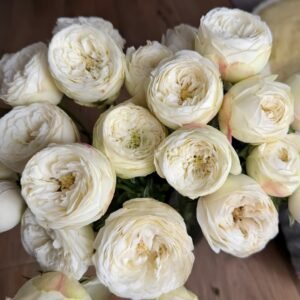 Mansfield White Park Rose