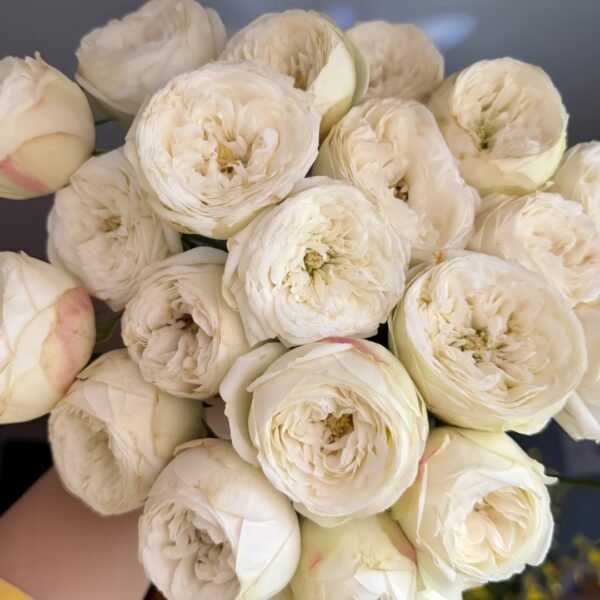 Mansfield White Park Rose