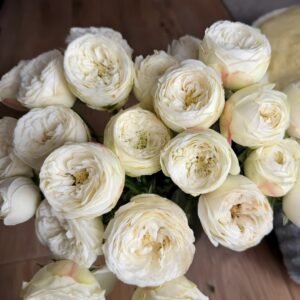 Mansfield White Park Rose Plant|曼斯菲尔德白色庄园 - 图片 5