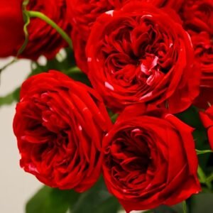 Mix Berry Rose Plant｜玫瑰浆果 - 图片 10