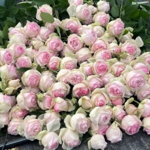 Mona Lisa Rose Plant | 蒙娜丽莎 - 图片 10