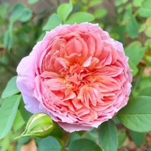 Moulin de la galette Rose
