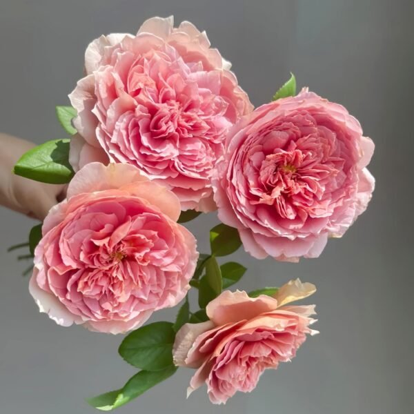 Moulin de la galette Rose