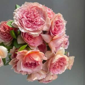 Moulin de la galette Rose