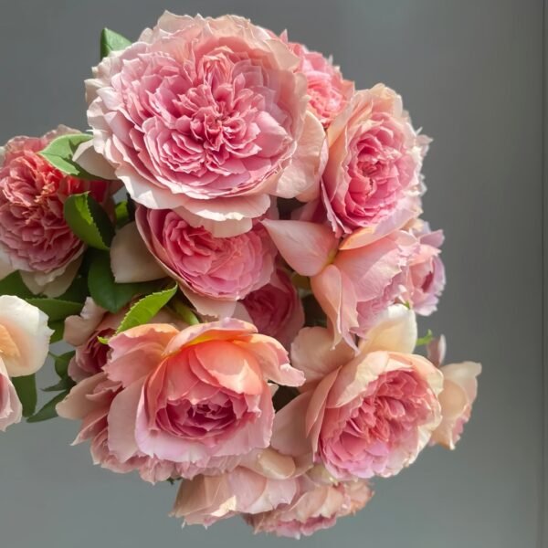 Moulin de la galette Rose