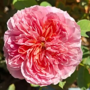 Moulin de la galette Rose