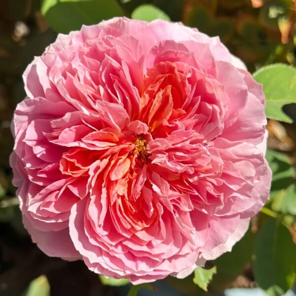 Moulin de la galette Rose