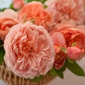 Moulin de la galette Rose