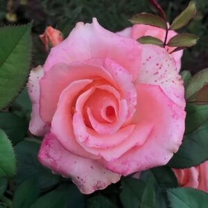 Mousse Rose