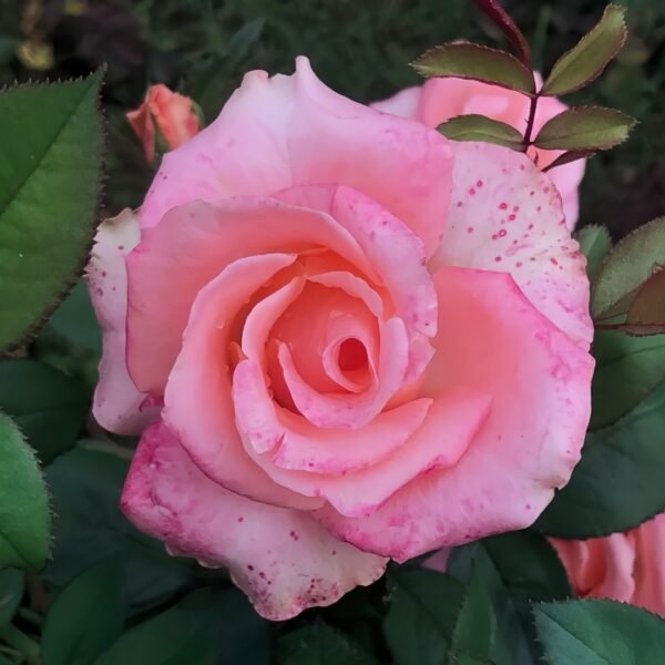 Mousse Rose