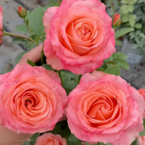Mousse Rose