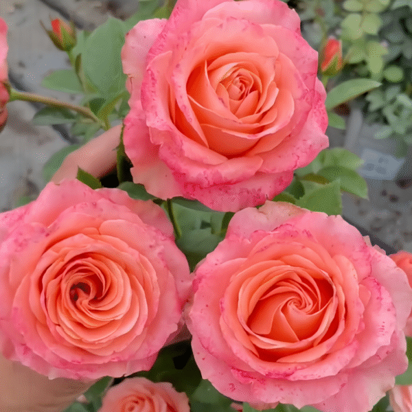 Mousse Rose