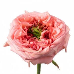 New Design Rose Plant|新设计 - 图片 8